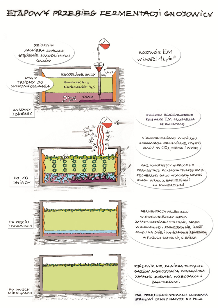 Etapowy przebieb fermentacji gnojowicy - obrazek