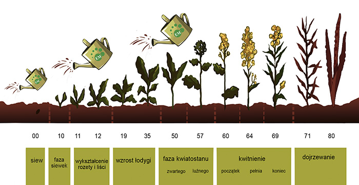 EM w uprawie rzepaku - obrazek 2